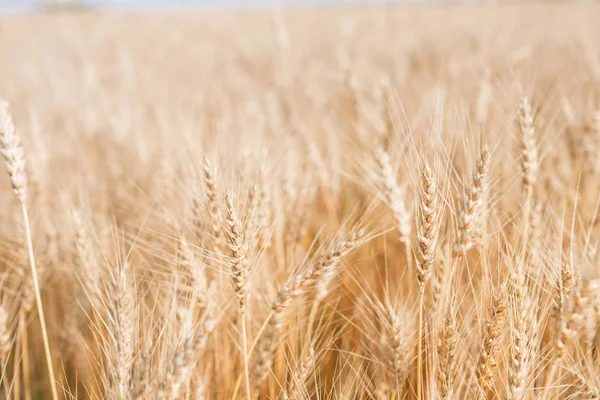 Raccolta matura, terreni agricoli. Campo di grano dorato e cielo blu. Giornata estiva, campagna rurale . — Foto Stock
