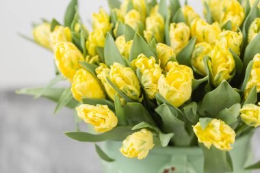 Lale yeşil vazo içinde sarı renk. Renkli Lale büyük tomurcukları. Çiçek doğal zemin. Çift renkli Lale resim dolu. Alışılmadık çiçekler, diğerlerinden farklı. çiçek papağan türü