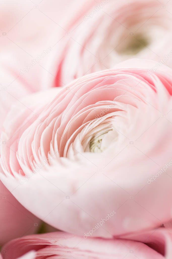 many layered petals. Persian buttercup. Bunch pale pink ranunculus flowers light background. Wallpaper, Vertical photo