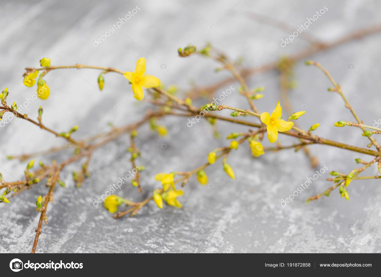 Yellow Forsythia Suspensa Spring Flowers Bloom From Buds On The Branches Gray Background Stock Photo C Malkovkosta