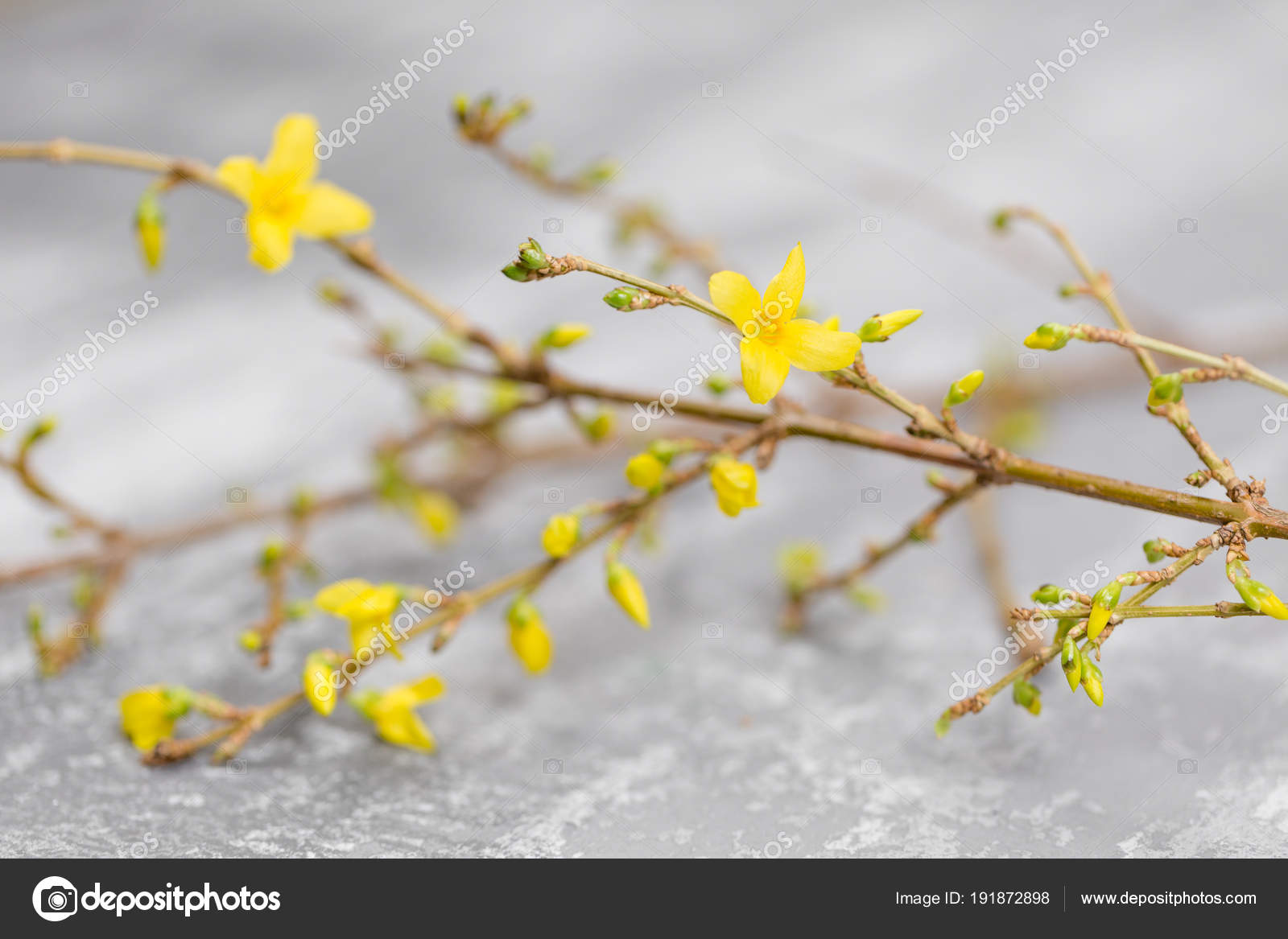 Yellow Forsythia Suspensa Spring Flowers Bloom From Buds On The Branches Gray Background Stock Photo C Malkovkosta