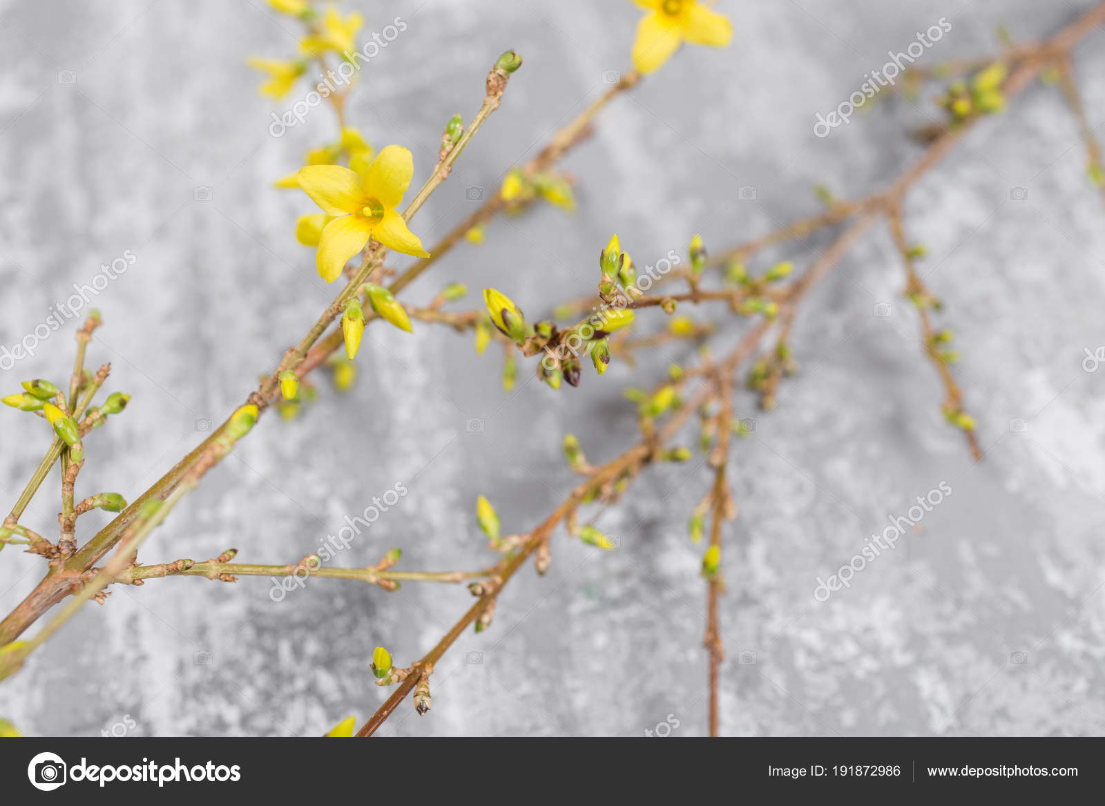 Yellow Forsythia Suspensa Spring Flowers Bloom From Buds On The Branches Gray Background Stock Photo C Malkovkosta