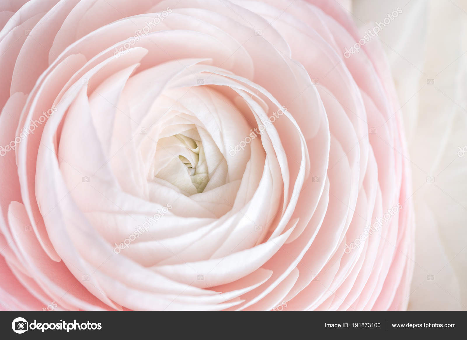 多くは花弁を階層化します ペルシャのキンポウゲ 淡いピンクのラナンキュラスの花の明るい背景を束します 横の写真の壁紙 ストック写真 C Malkovkosta 多くは花弁を階層化します ペルシャのキンポウゲ 淡いピンクのラナンキュラスの花の明るい背景を束します 横の写真の壁紙 ストック写真 C Malkovkosta