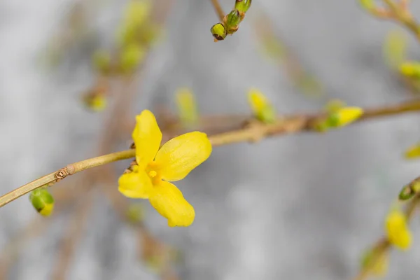 Κίτρινου forsythia suspensa άνοιξη. Λουλούδια ανθίζουν από οφθαλμούς στα κλαδιά. γκρίζο φόντο — Φωτογραφία Αρχείου