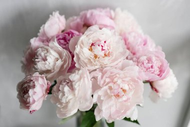 Sevimli ve güzel Şakayık. çok katmanlı yaprakları. Soluk pembe peonies çiçekler açık gri renkli bir grup. Duvar kağıdı