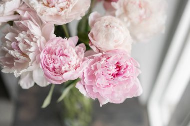 Sevimli ve güzel Şakayık. çok katmanlı yaprakları. Soluk pembe peonies çiçekler açık gri renkli bir grup. Duvar kağıdı