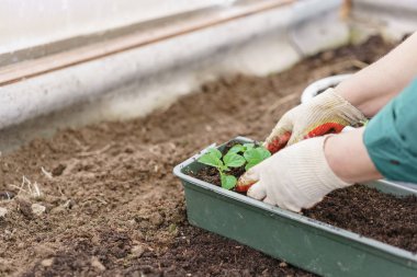 Güzel mor fesleğen bitki zemin ve kökleri ile holding eller. Bir sera toprağa ekime hazır.