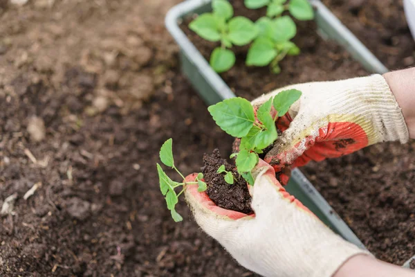 Mãos segurando belas plantas de manjericão roxo com terra e raízes. Eles estão prontos para plantar no chão em uma estufa . — Fotografia de Stock