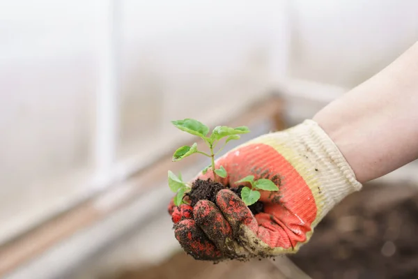 Mani che tengono belle piante di basilico viola con terra e radici. Sono pronti per piantare nel terreno in una serra . — Foto Stock