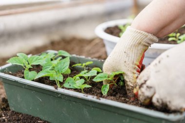 Güzel mor fesleğen bitki zemin ve kökleri ile holding eller. Bir sera toprağa ekime hazır.