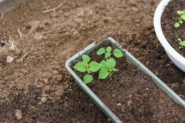 Mani che tengono belle piante di basilico viola con terra e radici. Sono pronti per piantare nel terreno in una serra . — Foto Stock