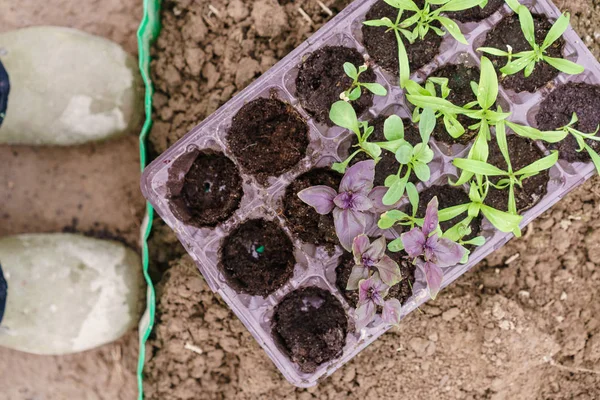 Giardiniere. Piantagione di basilico viola in giardino biologico. Giardinaggio in primavera . — Foto Stock