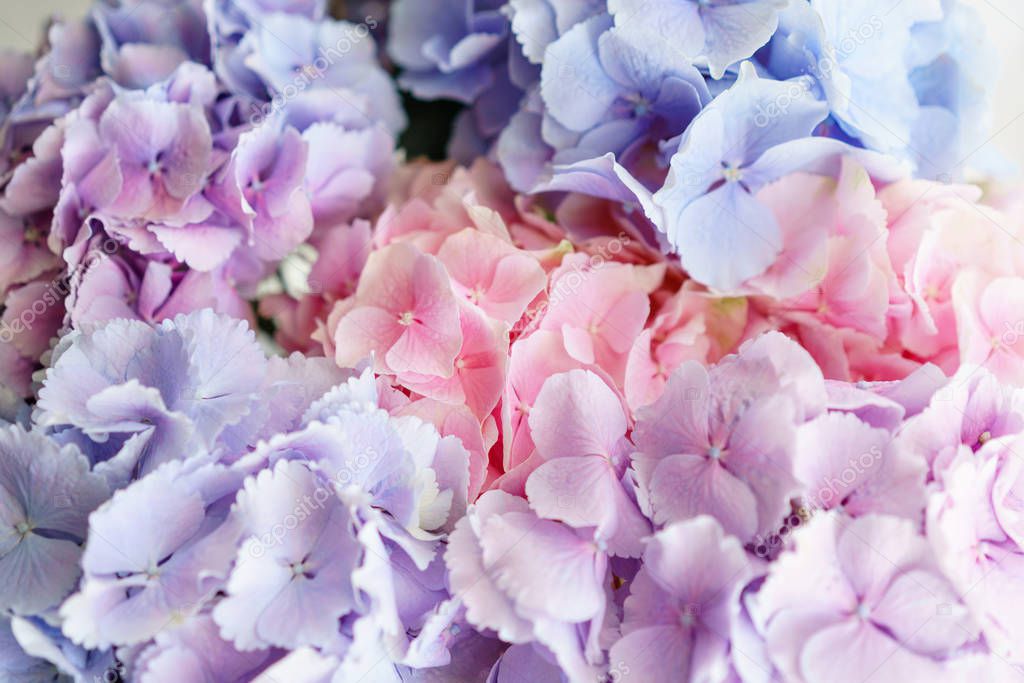 beautiful hydrangea flowers in a vase on a table . Bouquet of light blue, lilac and pink flower. Decoration of home. Wallpaper and background