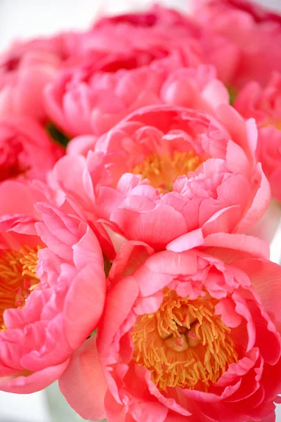 Lovely flowers in glass vase. Beautiful bouquet of peonies sort of coral charm. Floral composition, scene, daylight. Wallpaper — Stock Photo, Image