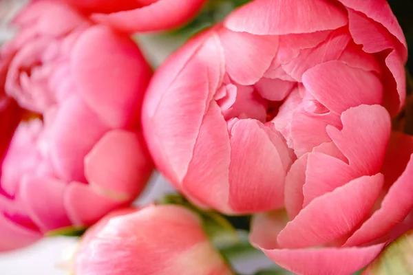 Lovely flowers in glass vase. Beautiful bouquet of peonies sort of coral charm. Floral composition, scene, daylight. Wallpaper — Stock Photo, Image