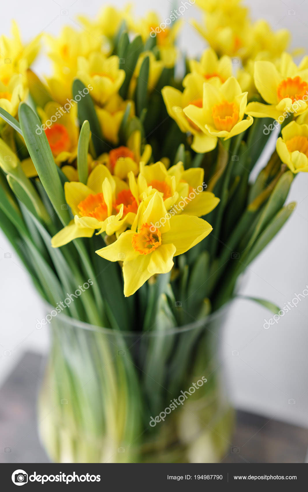 Narcissus Of Yellow Color In Glass Vase Floral Natural Backdrop