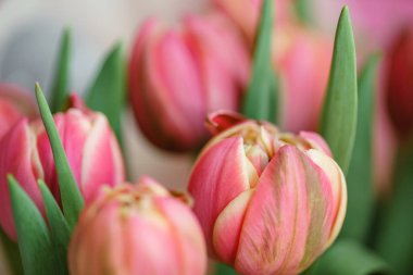 Yakın çekim Lale. Multi renk Pembe çiçek tomurcuk birçok yaprakları ile. Çiçek arka plan fotoğraf. Cam vazo içinde sunulan güzel çiçekler. Güzel bahar buket. Çiçek kompozisyon, gün ışığı. Duvar kağıdı