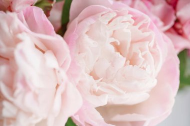 Cam vazo içinde sunulan güzel çiçekler. Beyaz ve pembe peonies güzel buket. Çiçek kompozisyon, gün ışığı. Yaz duvar kağıdı. Pastel renkler