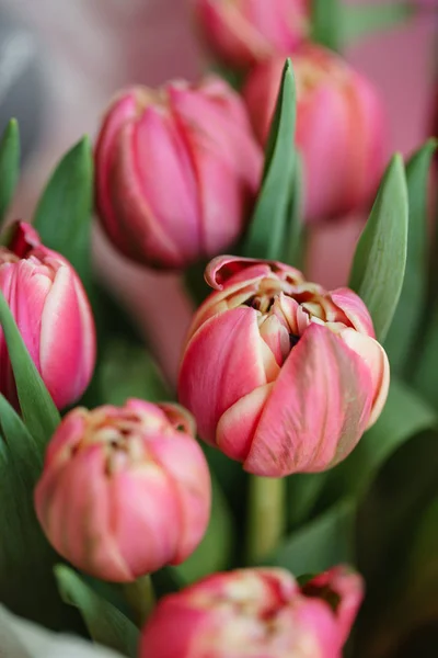 Tulpen aus nächster Nähe. mehrfarbige rosa Blütenknospe mit vielen Blütenblättern. Florales Hintergrundbild. schöne Blumen in Glasvase. schöner Frühlingsstrauß. Florale Komposition, Tageslicht. Tapete — Stockfoto