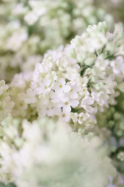 Zblízka bílý šeřík ve skleněné váze na dřevěný stůl. Mnoho pupenů. Květinové přírodní pozadí. Flower shop koncept — Stock fotografie