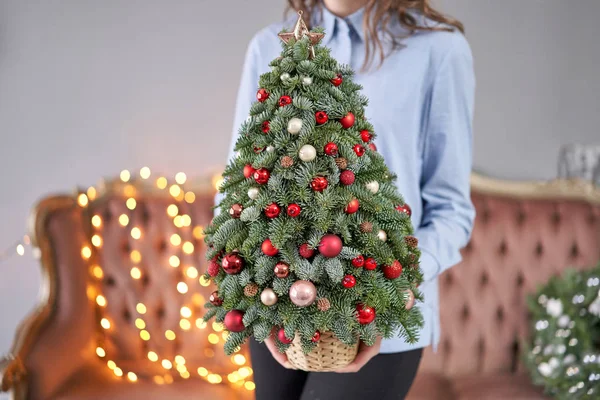 Bellissimo piccolo albero di Natale nelle mani delle donne. Buon umore. Lampada a ghirlanda bokeh sullo sfondo. Carta da parati. Pino e abete danese, Nobilis — Foto Stock