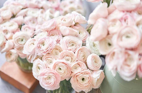 Persian buttercup. Bunch pale pink ranunculus flowers on light gray background. Glass vase on vintage wooden table. Wallpaper