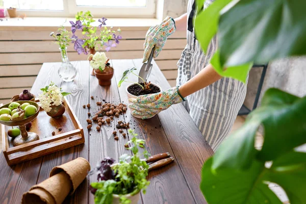 Primeros planos de Mujer jardinero trasplantando Alocasia en macetas de cemento en la mesa de madera. Concepto de jardín en casa. Tienda de flores y jardines . — Foto de Stock