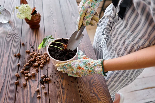 Primo piano mani di giardiniere donna trapianto Alocasia in vasi di cemento sul tavolo di legno. Concetto di giardino di casa. Negozio di fiori e giardino . — Foto Stock