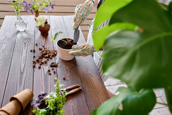 Detailní ruce zahradníka, který přesazuje Alocasii do betonových květináčů na dřevěném stole. Koncept domácí zahrady. květinářství a zahradnictví. — Stock fotografie