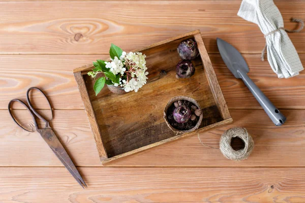 Layout set of gardener transplanting bulbous plants, hyacinths in cement pots on the wooden table. Concept of home garden. Flower and garden shop. — Stock Photo, Image