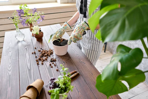 Großaufnahme Hände einer Gärtnerin, die Alocasia in Zementtöpfe auf dem Holztisch verpflanzt. Konzept des Hausgartens. Blumen- und Gartengeschäft. — Stockfoto