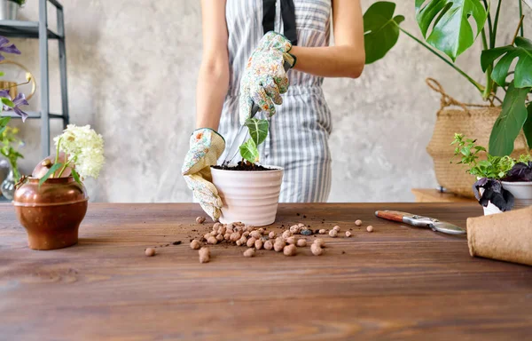Primeros planos de Mujer jardinero trasplantando Alocasia en macetas de cemento en la mesa de madera. Concepto de jardín en casa. Tienda de flores y jardines . — Foto de Stock
