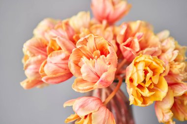 Güzel turuncu ve vazoda kırmızı çizgili laleler. Çiçek arkaplanı. Çiçek duvar kağıdı. Boşluğu kopyala