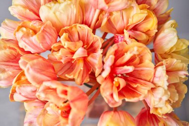 Güzel turuncu ve vazoda kırmızı çizgili laleler. Çiçek arkaplanı. Çiçek duvar kağıdı. Boşluğu kopyala