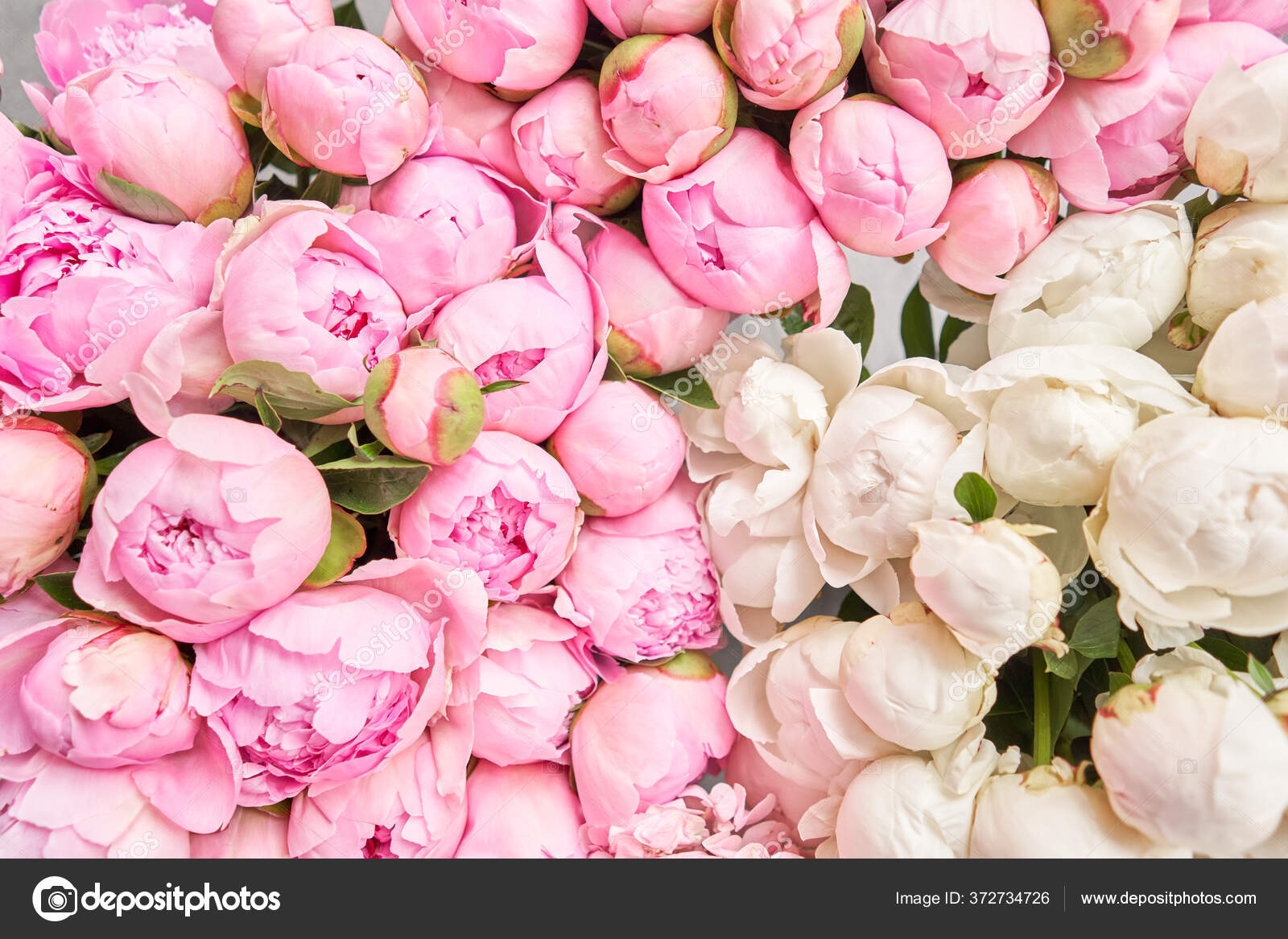 Floral carpet or Wallpaper. Background of pink and white peonies. Morning  light in the room. Beautiful peony flower for catalog or online store.  Floral shop and delivery concept . Stock Photo by ©