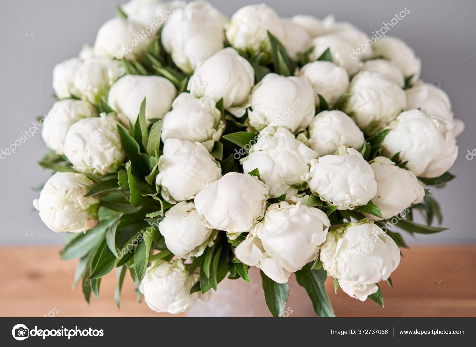 White Madame Claude Tain peonies in a metal vase. Beautiful peony