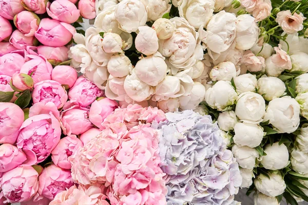 Alfombra floral o fondo de pantalla. Fondo de peonías rosadas y blancas. Luz de la mañana en la habitación. Hermosa flor de peonía para catálogo o tienda en línea. Tienda floral y concepto de entrega  . —  Fotos de Stock