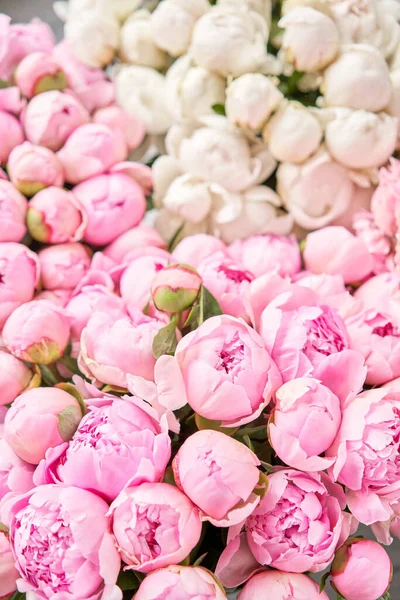 Alfombra floral o fondo de pantalla. Fondo de peonías rosadas y blancas. Luz de la mañana en la habitación. Hermosa flor de peonía para catálogo o tienda en línea. Tienda floral y concepto de entrega  . —  Fotos de Stock