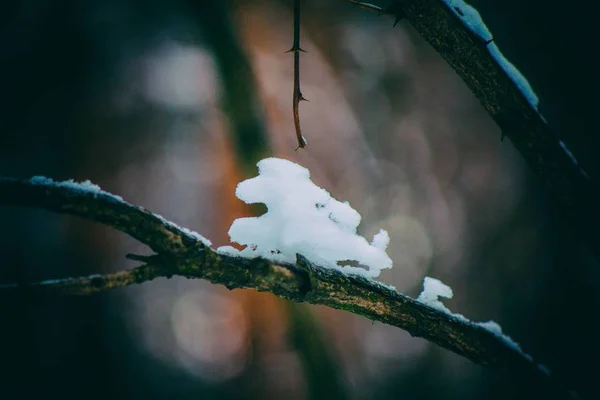 Cheval de neige d'un conte de fées — Photo