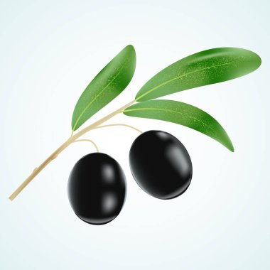 Vektör Siyah Zeytin dalı yaprakları ile
