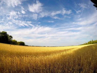 Sıcak bir gün sahada parlak buğday