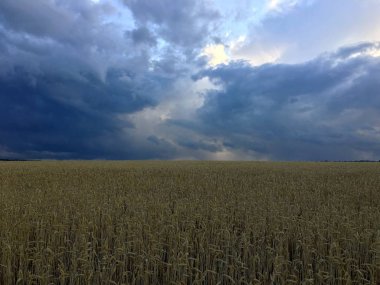 Alan buğday fırtınalı gökyüzü altında