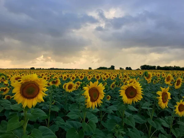 Соняшники на полі під променями заходу сонця — стокове фото