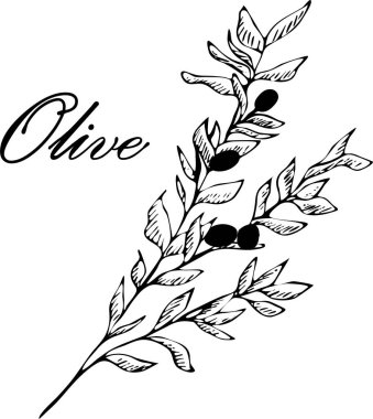 Zeytin. Zeytin el çizimi vektör çizimleri