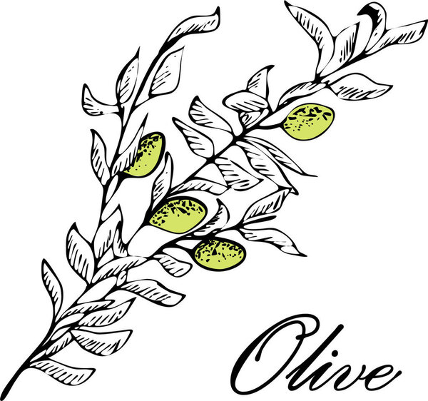 Olive. Olive hand drawn vector illustrations