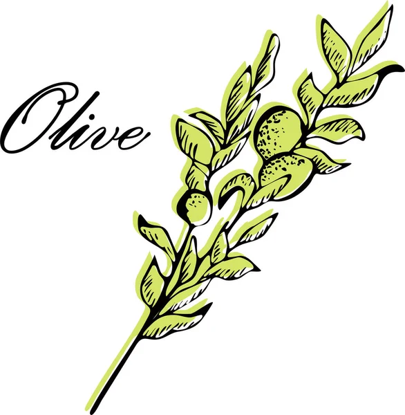 Z oliwek. Ilustracje wektorów rysowanych ręcznie z oliwek — Wektor stockowy