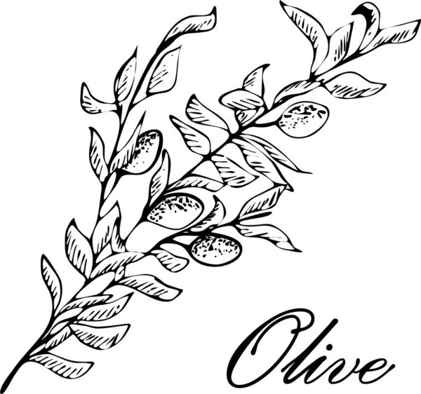 Olive. Olive hand drawn vector illustrations