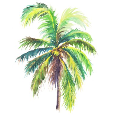 Beyaz arka plan üzerinde izole suluboya palm. İllüstrasyon