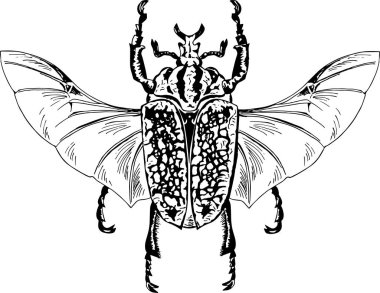 Elle çizilmiş egzotik böceği.