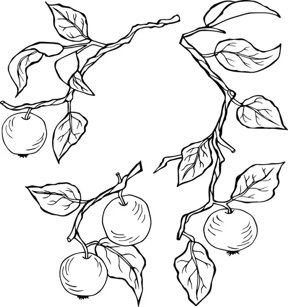 Ramo desenhado à mão com folhas e maçãs. Vetor —  Vetores de Stock
